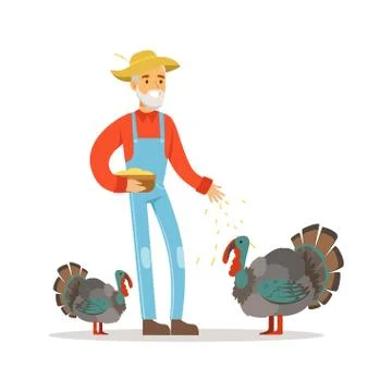 Old farmer man feeding turkeys, poultry breeding vector Illustration Stock Illustration