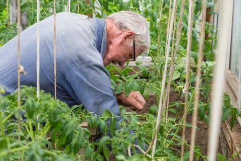 Old farmer an old man weeding the seedlings of tomato in his greenhouse. Stock Photos