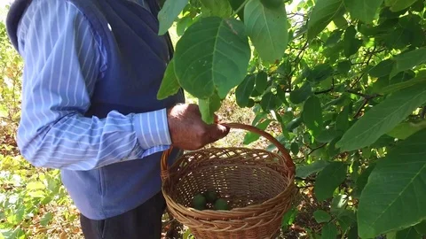Old farmer picking green organic walnuts from orchard in summer Stock Footage 82320576