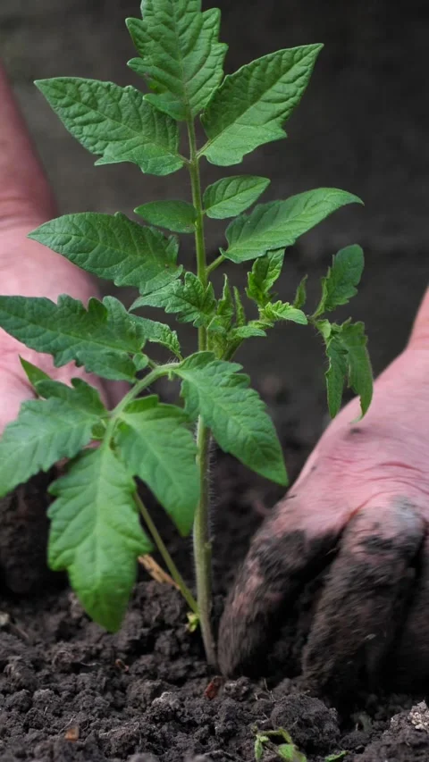 An old farmer planting tomato seedlings in the garden with her bare hands Stock Footage 304463473