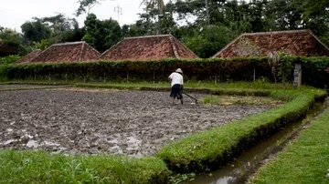 Old farmer is preparing his rice field for harvesting and producing rice. The Stock Footage 86012232