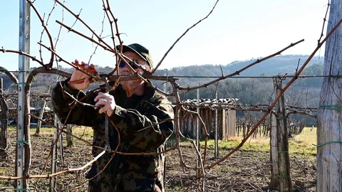 Old farmer prune vines in vineyard  in early spring Stock Footage 106200827