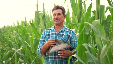 Old farmer puts his hat on, is in the cornfield, Stock Footage 137101311