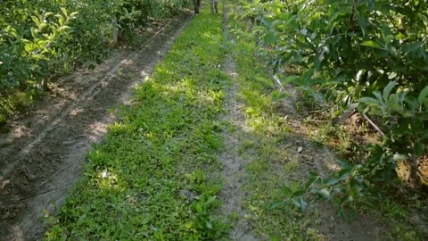 The old farmer shows the orchard's grandchild. Walk between rows of apple trees Stock Footage