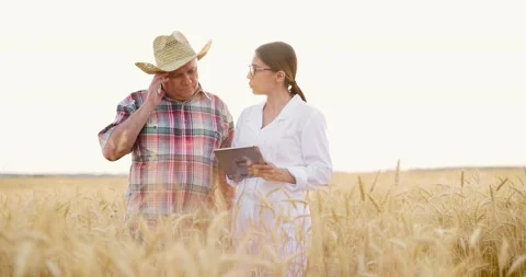 Old farmer in straw hat and young scientist in white coat working in yellow Stock Footage 157910135