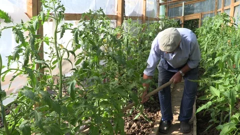Old farmer using garden hoe in greenhouse Stock Footage 97762716