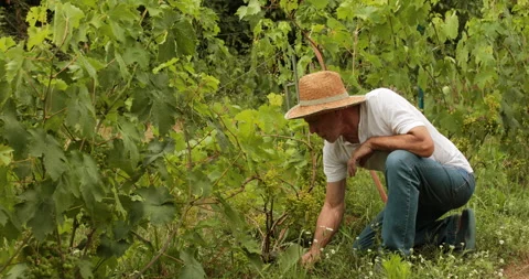 Old farmer vineyard curating Stock Footage 155737032