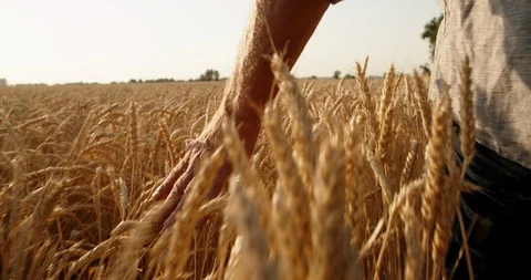 Old farmer walking down the wheat field in sunset touching wheat ears with hands Vídeo Stock 93400388