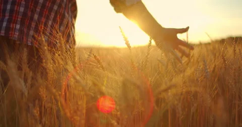 Old farmer walking down the wheat field in sunset touching wheat ears with hands Stock Footage 135645036