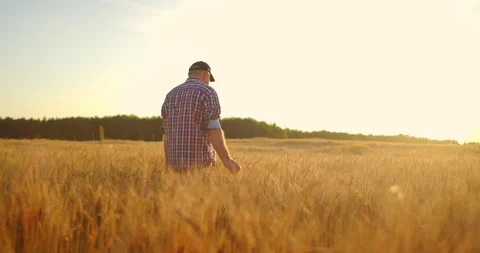 Old farmer walking down the wheat field in sunset touching wheat ears with hands Stock Footage 135646555