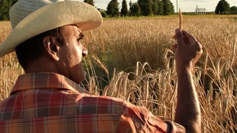 Old farmer walking down the wheat field in sunset touching wheat ears with hands Stock Footage 158179205