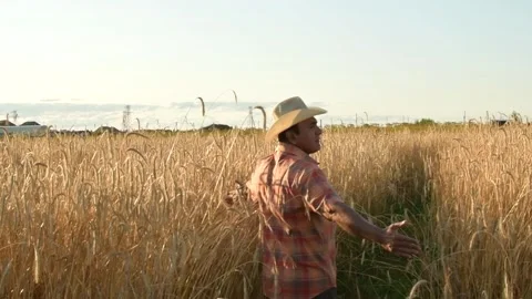 Old farmer walking down the wheat field in sunset touching wheat ears with hands Video stock 158179206