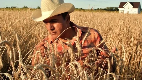 Old farmer walking down the wheat field in sunset touching wheat ears with hands Stock Footage 158179286