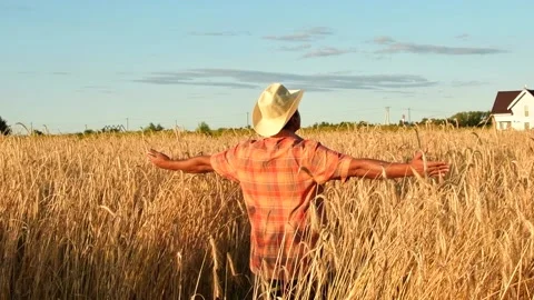 Old farmer walking down the wheat field in sunset touching wheat ears with hands Stock Footage 158179300