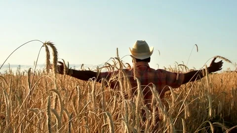 Old farmer walking down the wheat field in sunset touching wheat ears with hands Stock Footage 158179304