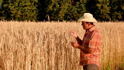 Old farmer walking down the wheat field in sunset touching wheat ears with hands Stock Footage 158179307