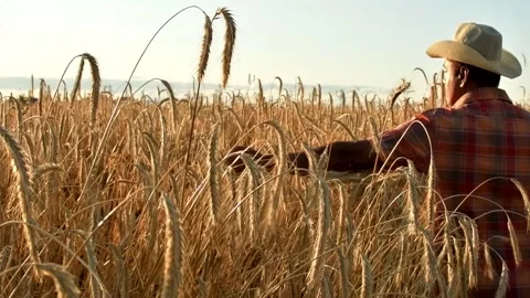Old farmer walking down the wheat field in sunset touching wheat ears with hands Stock Footage 158179318
