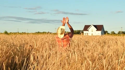 Old farmer walking down the wheat field in sunset touching wheat ears with hands Stock Footage 158179322