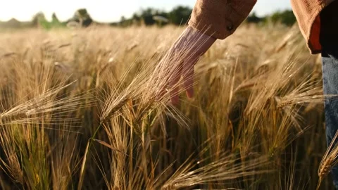 Old farmer walking down the wheat field in sunset touching wheat ears with hands Stock Footage 201737225