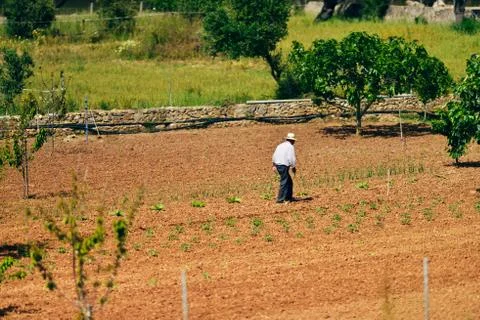 Old farmer walking on land checking harvest. Mallorca. Spain. Stock Photos