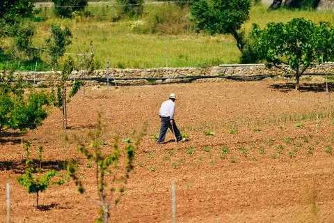 Old farmer walking on land checking harvest. Mallorca. Spain. Stock Photos