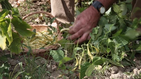 Old farmer with wicker basket picking bean pods in summer Stock Footage 88436258