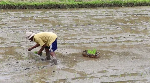 Old farmer working hard on rice field in Ubud, Bali. Indonesia Stock Footage 58285513