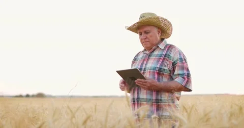 Old farmer working in wheat field on summer day and analysing wheat crop growing Video stock 157758967