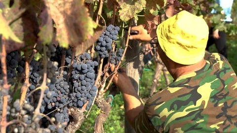 Old farmer with yellow hat working in the vineyard Video stock 116652765