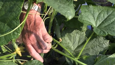 Old farmer’s hand picking cucumbers from garden in the summer Stock Footage 97761555