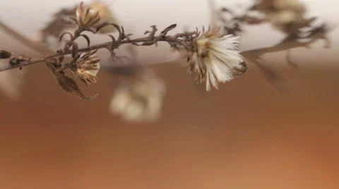 Old farmhouse Vídeo Stock 47010783