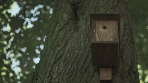 Old fashioned bird house in the forest at summer, medium shot, hand held Stock Footage 136760013