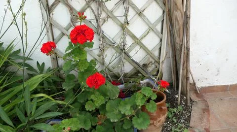 Old fashioned geraniums Stock Photos