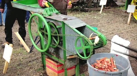 An old-fashioned tractor driven machine removes corn kernels in Ontario, Canada. Stock Footage 12156546