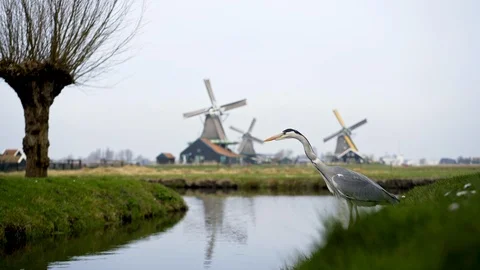 Old-fashioned windmill in holland Stock Footage 95964283