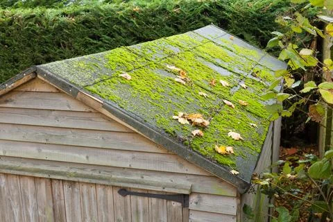 Old felt in need of replacement on a shed roof, UK garden Stock Photos