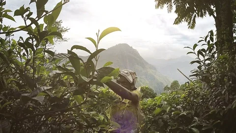 Old female tea-picker picking up fresh tea leaves in Ella town Stock Footage 113711087