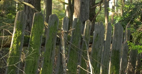 Old Fence in front of Trees, Steady Tripod Stock Footage