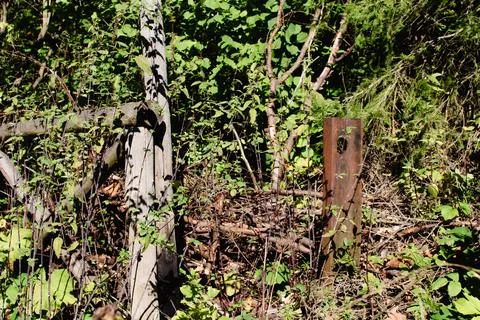 Old fence post surrounded by dense greenery in a wooded area during bright day Stock Photos