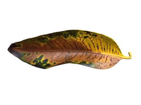 Old ficus leaf good example for coloristics and design yellow brown dark gree Stock Photos