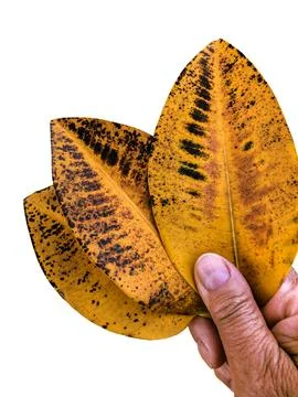 Old ficus leaf good example for coloristics and design yellow brown beautiful Stock Photos