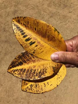 Old ficus leaf good example for coloristics and design yellow brown beautif.. Stock Photos