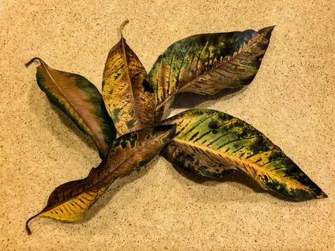 Old ficus leaf good example for coloristics and design yellow brown dark gree Foto stock