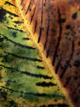 Old ficus leaf good example for coloristics and design yellow brown dark gr.. Stock Photos