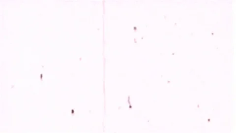 Old Film Look Effect On White Background Stock Footage 125091369