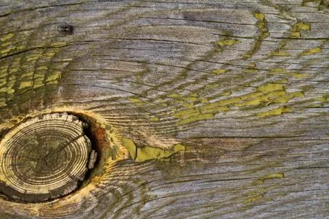 Old filthy pine board with big knot and cracks, covered dark green paint coll Stock Photos