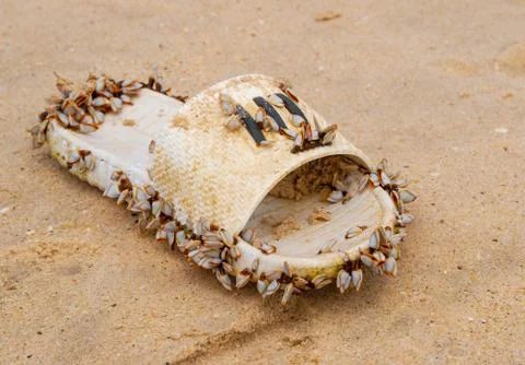 Old flip-flops covered with shells at a beach Foto stock