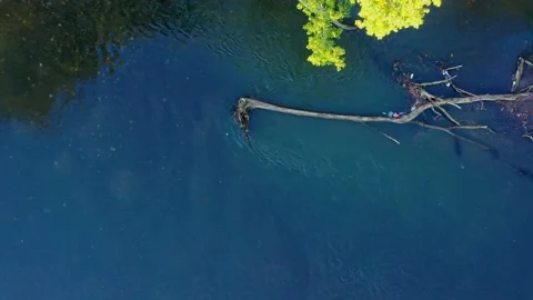 Old floating tree with water flow moving around a submerged sunken dead log i Stock Footage 218614060