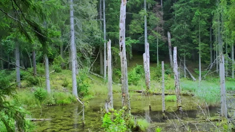 Old flooded forest landscape. Beaver habitat with flooded forest and dead trees. Stock Footage 261364953