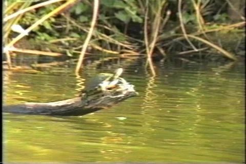 Old florida 2 動画素材 304499